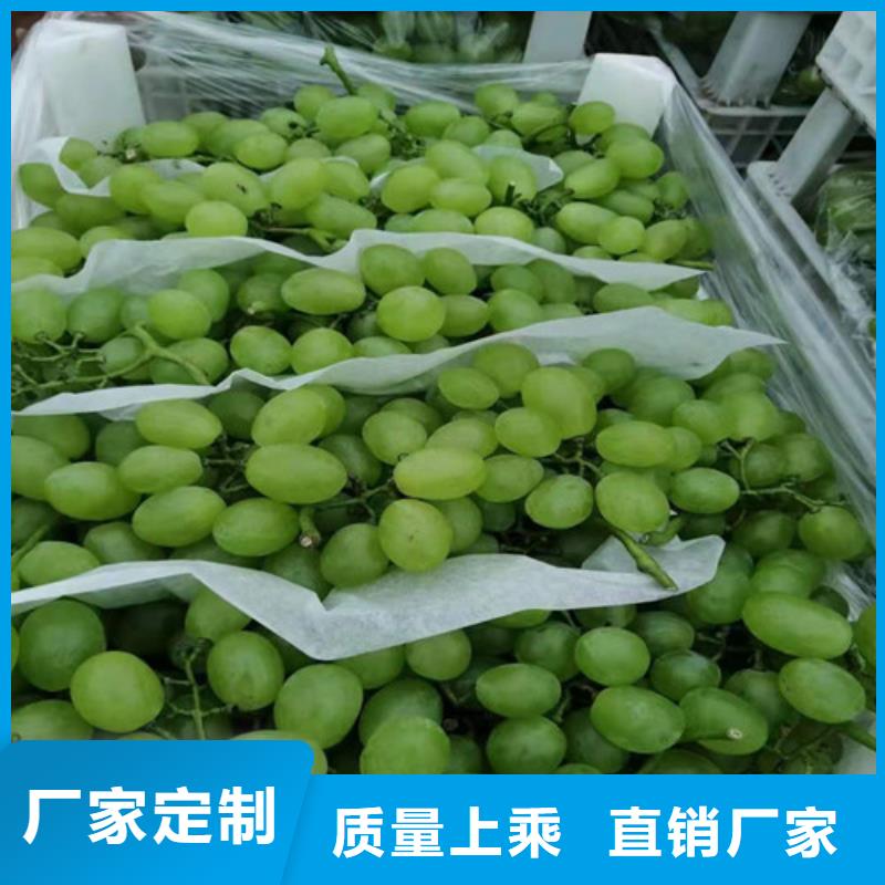 桃树苗视频-珙县|筠连|德阳|广安|南充|内江|凉山桃树苗0中间商差价-苗木中心(宜宾市分公司)