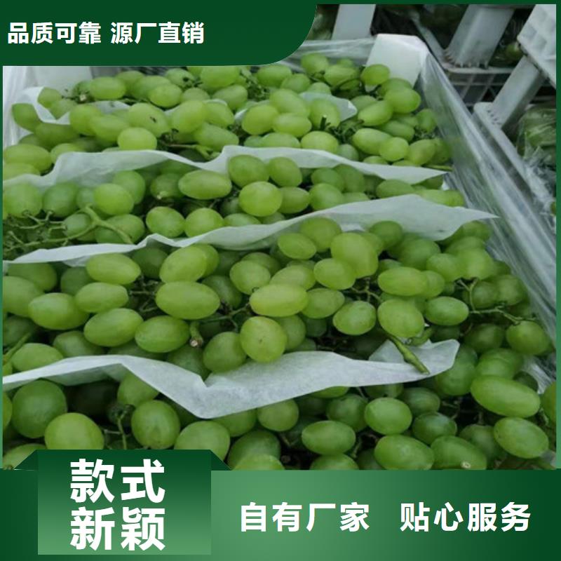 桃树苗-视频-凤冈|绥阳|贵阳|黔南|安顺|黔东南|六盘水|毕节|黔西南兴业桃树苗_ 苗木中心(遵义市分公司)