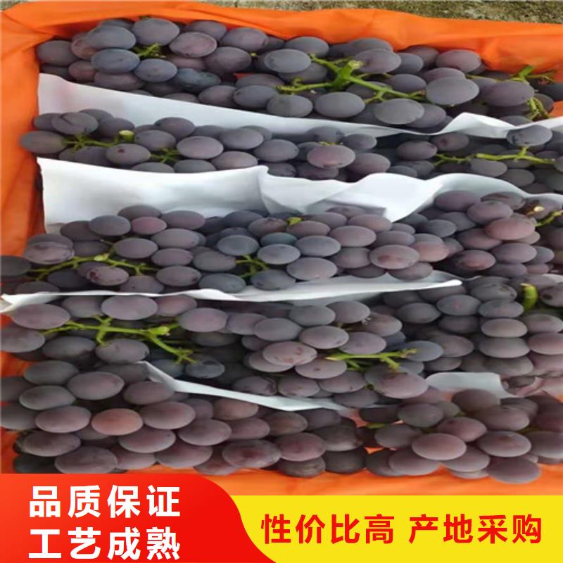 葡萄山楂苗销售的是诚信
