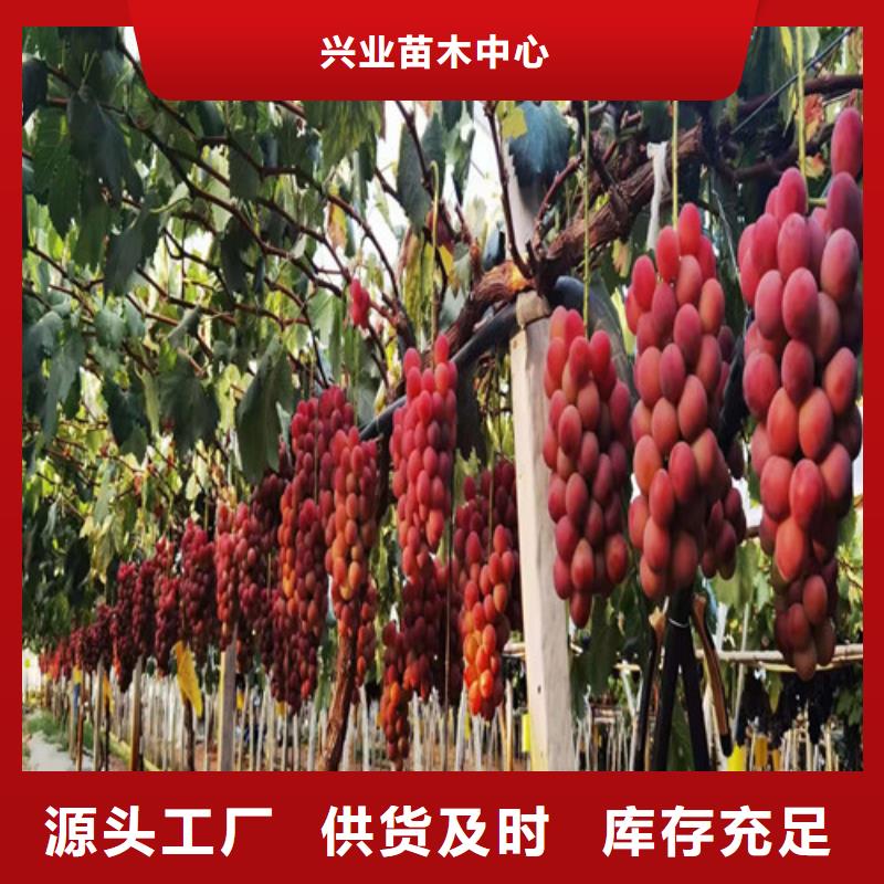 桃树苗-视频-凤冈|绥阳|贵阳|黔南|安顺|黔东南|六盘水|毕节|黔西南兴业桃树苗_ 苗木中心(遵义市分公司)