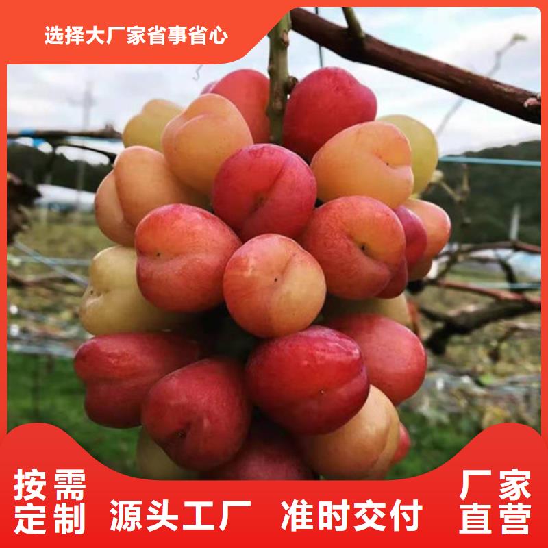 葡萄-木瓜海棠苗优选好材铸造好品质