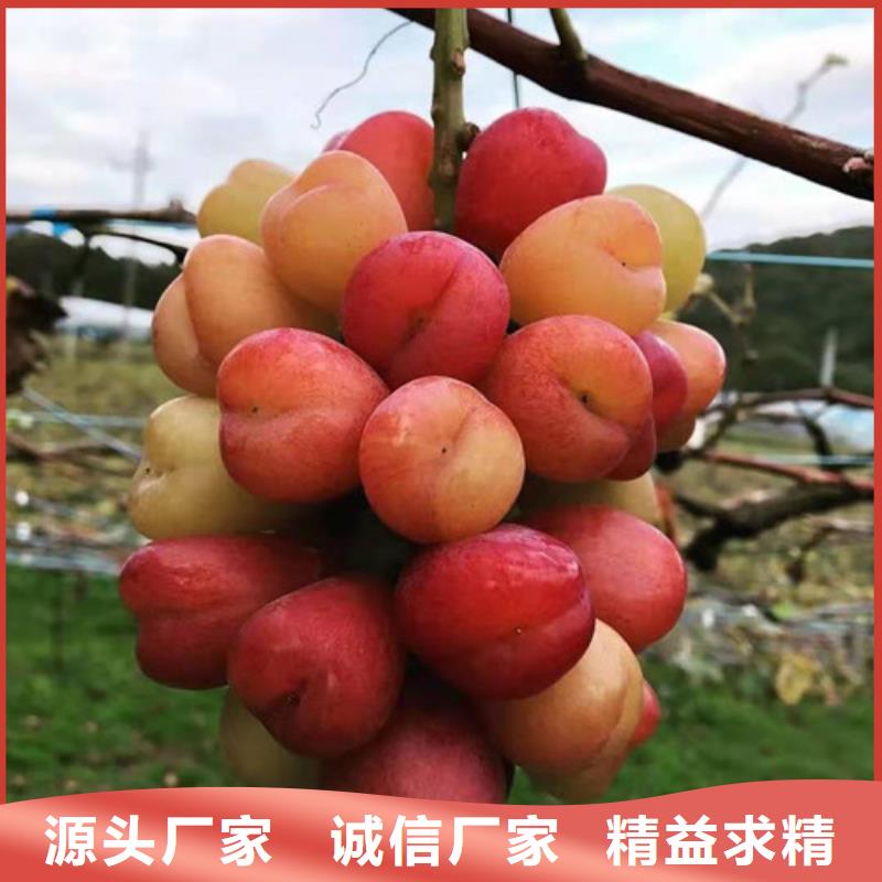 【葡萄_无花果苗性价比高】