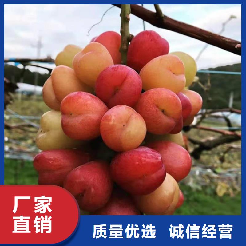桃树苗-视频-凤冈|绥阳|贵阳|黔南|安顺|黔东南|六盘水|毕节|黔西南兴业桃树苗_ 苗木中心(遵义市分公司)