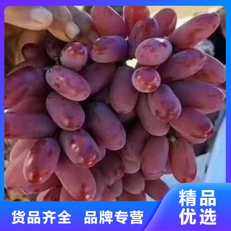 桃树苗视频-珙县|筠连|德阳|广安|南充|内江|凉山桃树苗0中间商差价-苗木中心(宜宾市分公司)