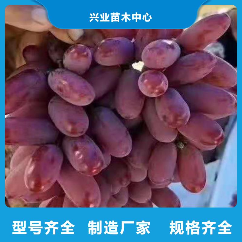 桃树苗-视频-桃树苗_内蒙古通辽市市场覆盖包头|呼和浩特|呼伦贝尔|鄂尔多斯等