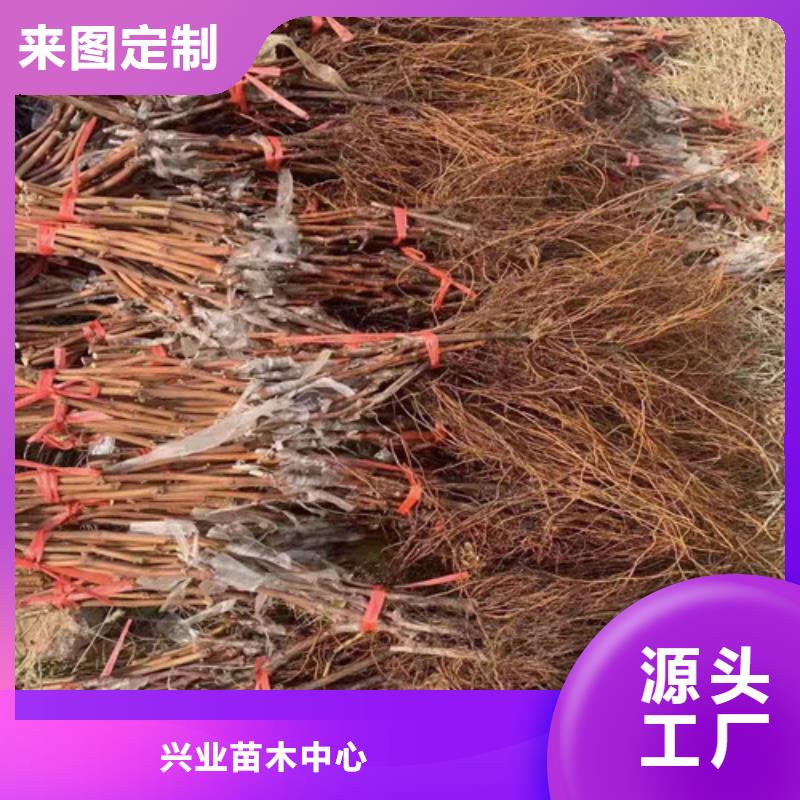 桃树苗-视频-桃树苗_内蒙古通辽市市场覆盖包头|呼和浩特|呼伦贝尔|鄂尔多斯等