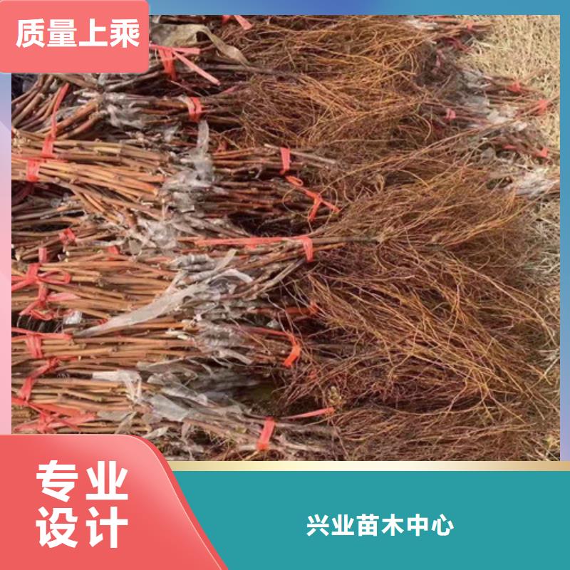 葡萄山楂苗销售的是诚信