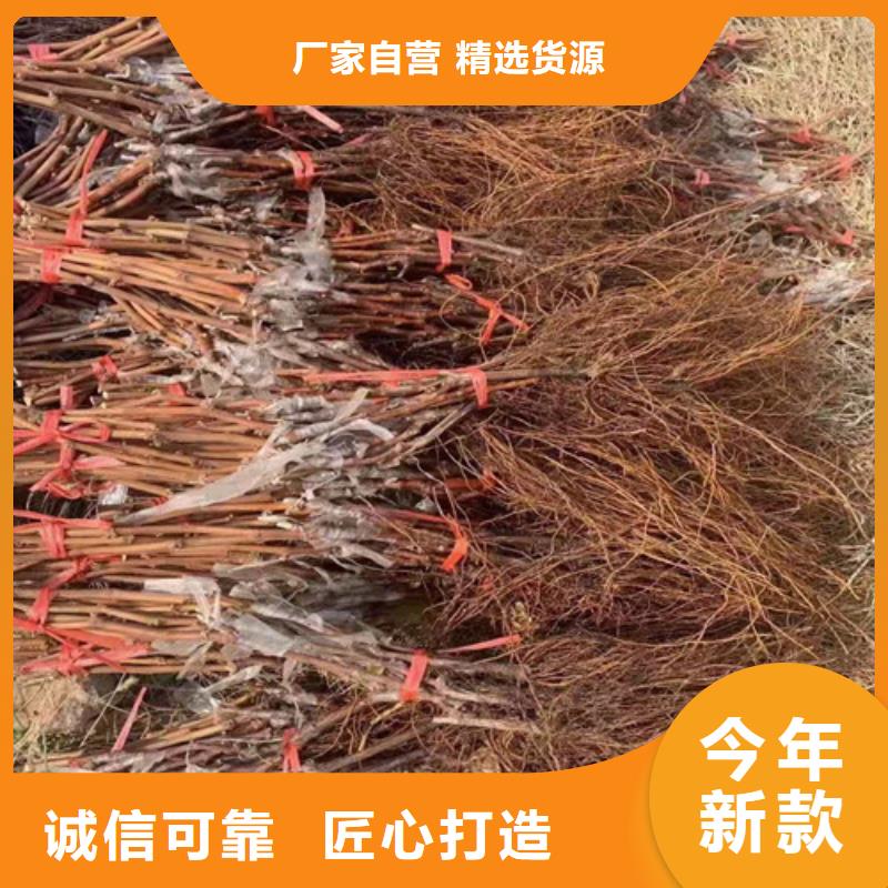 桃树苗视频-珙县|筠连|德阳|广安|南充|内江|凉山桃树苗0中间商差价-苗木中心(宜宾市分公司)