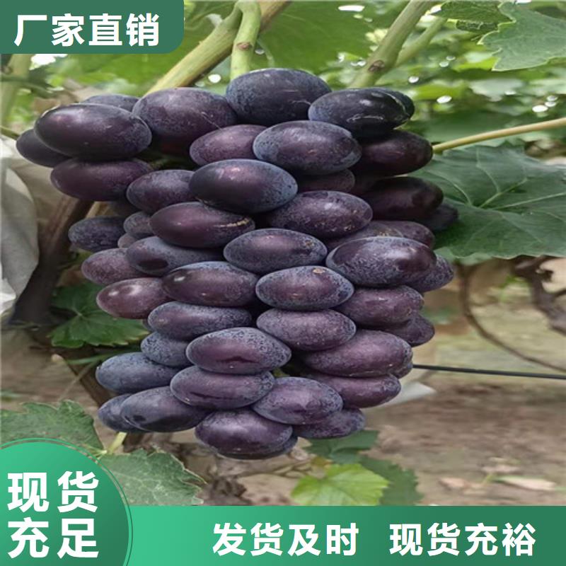 葡萄-核桃苗客户好评