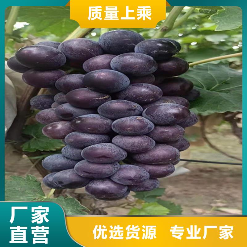 桃树苗-视频-凤冈|绥阳|贵阳|黔南|安顺|黔东南|六盘水|毕节|黔西南兴业桃树苗_ 苗木中心(遵义市分公司)
