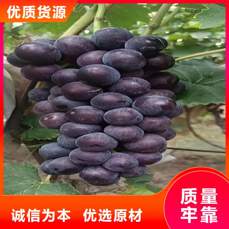 【葡萄_大棚草莓苗工厂采购】