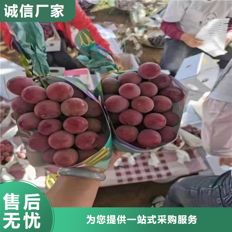 葡萄-草莓苗真材实料加工定制