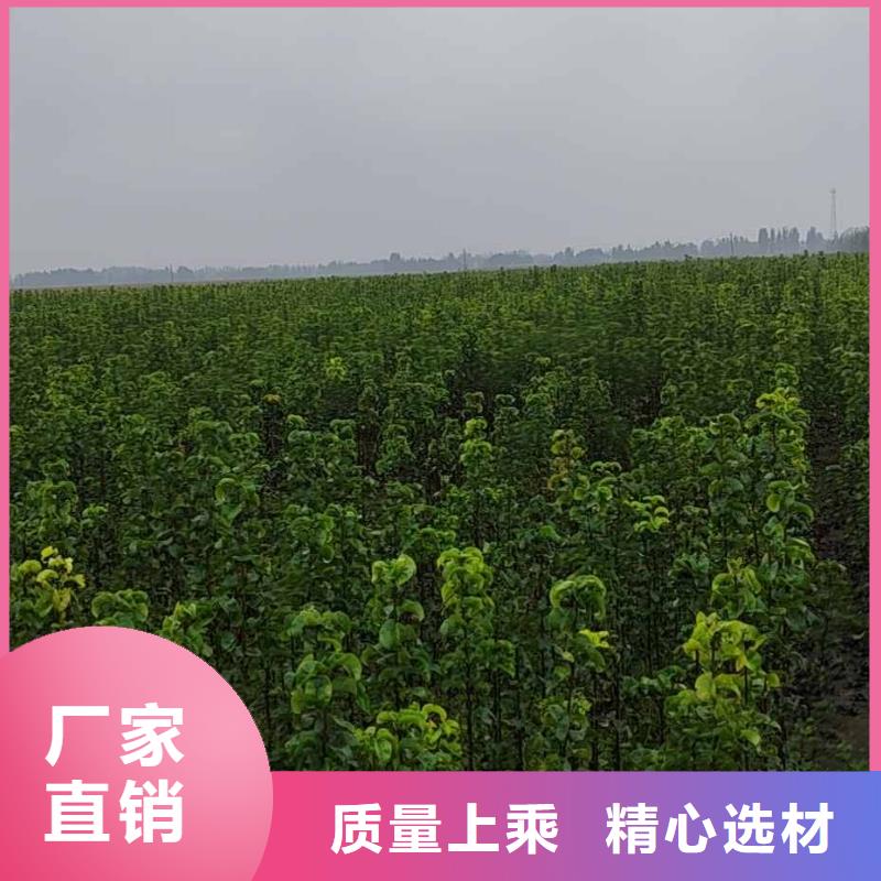 梨梨树苗基地真正的源头厂家