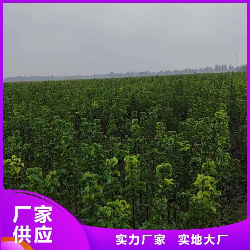 梨毛桃苗源头厂源头货