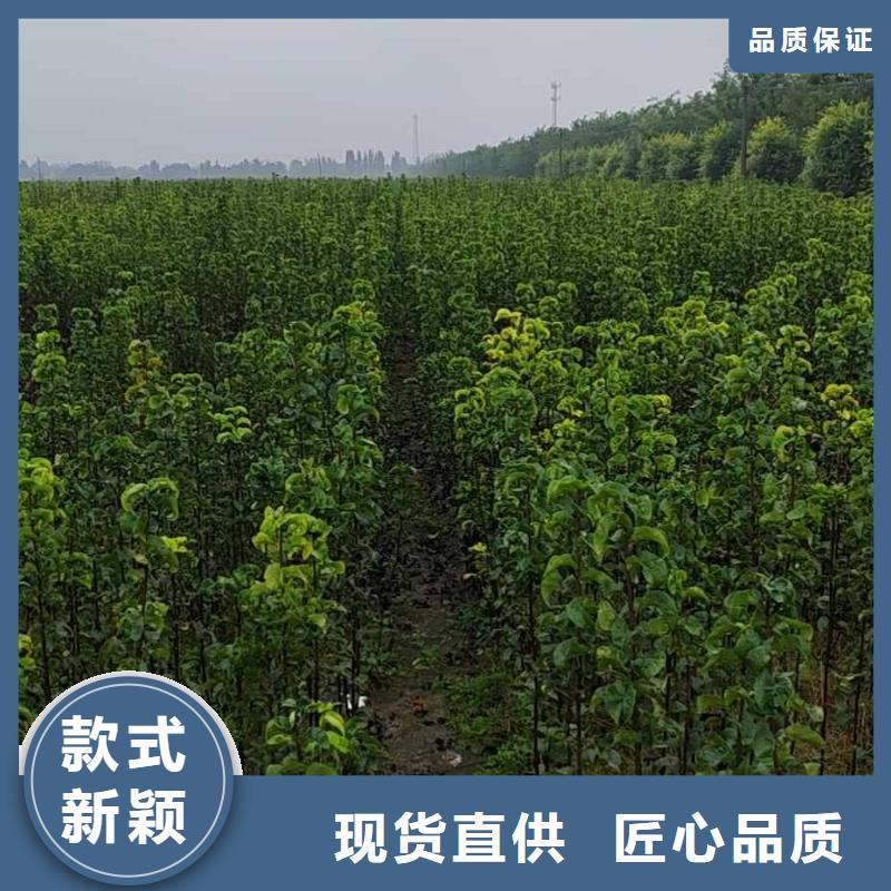秋月梨树苗-视频-秋月梨树苗_云南省昆明市市场覆盖呈贡|嵩明|普洱|曲靖|迪庆|德宏|楚雄|大理|红河等