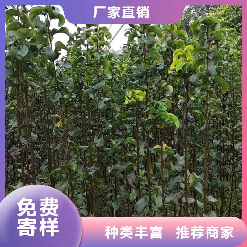 秋月梨树苗-视频-秋月梨树苗_云南省昆明市市场覆盖呈贡|嵩明|普洱|曲靖|迪庆|德宏|楚雄|大理|红河等