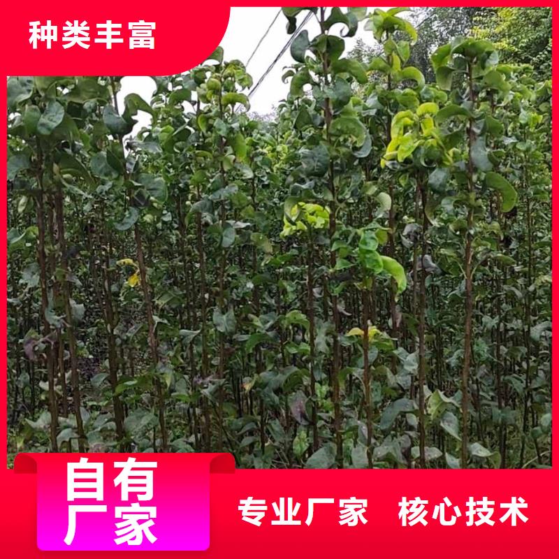 梨红香酥梨树苗品质值得信赖