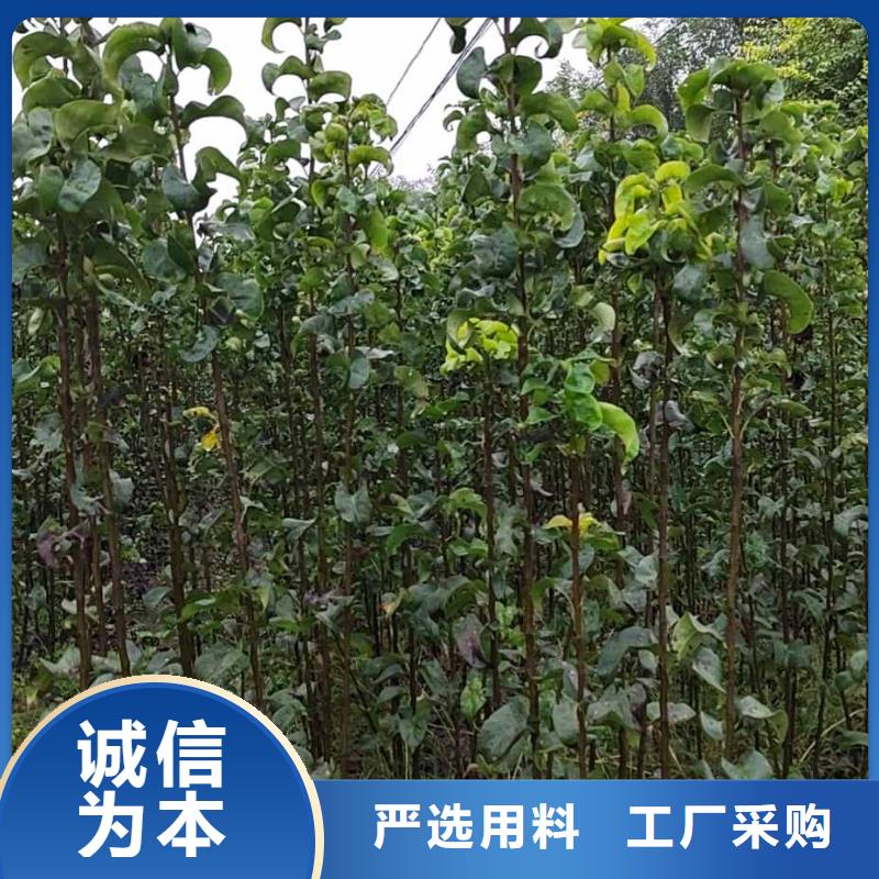 秋月梨树苗-视频-辽宁省丹东市华仁秋月梨树苗可服务区域振兴|凤城|阜新|朝阳|沈阳|辽阳|葫芦岛|大连等