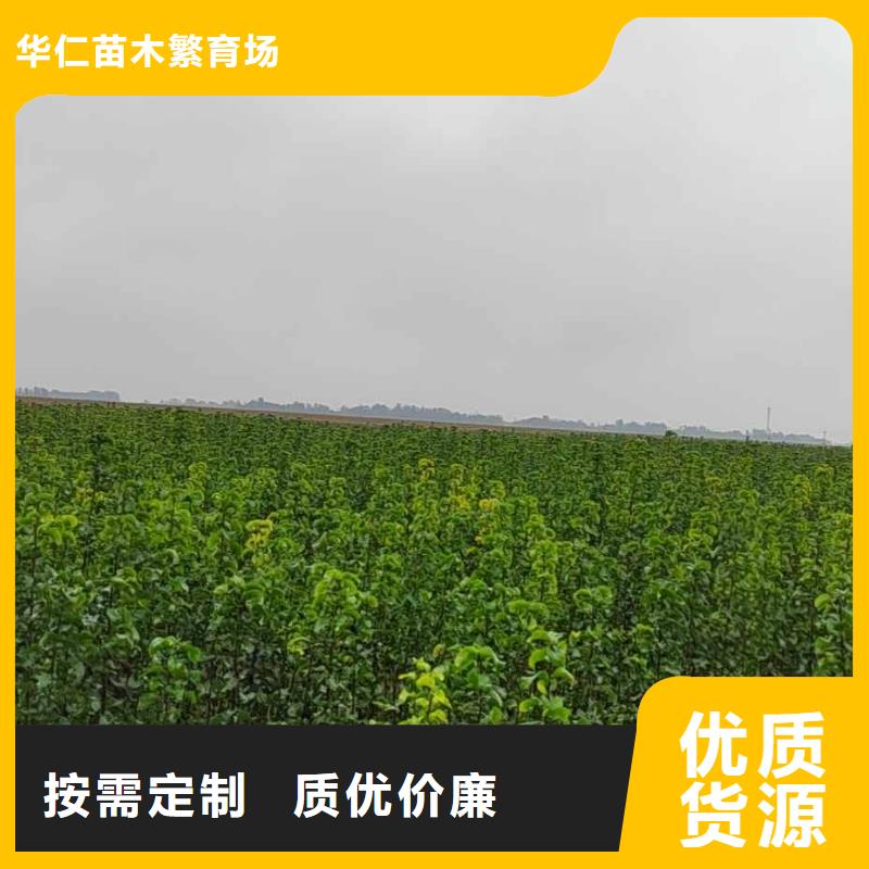 梨奥红全红梨树苗可接急单