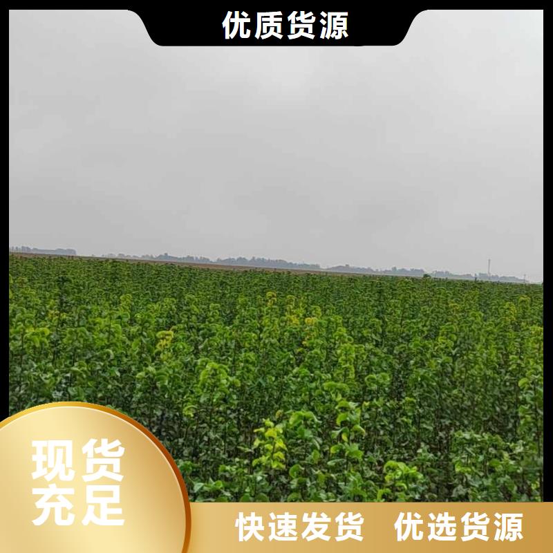 秋月梨树苗-视频-秋月梨树苗-安徽省芜湖市【当地】服务商-南陵|繁昌|蚌埠|宣城|合肥|黄山|阜阳|淮南