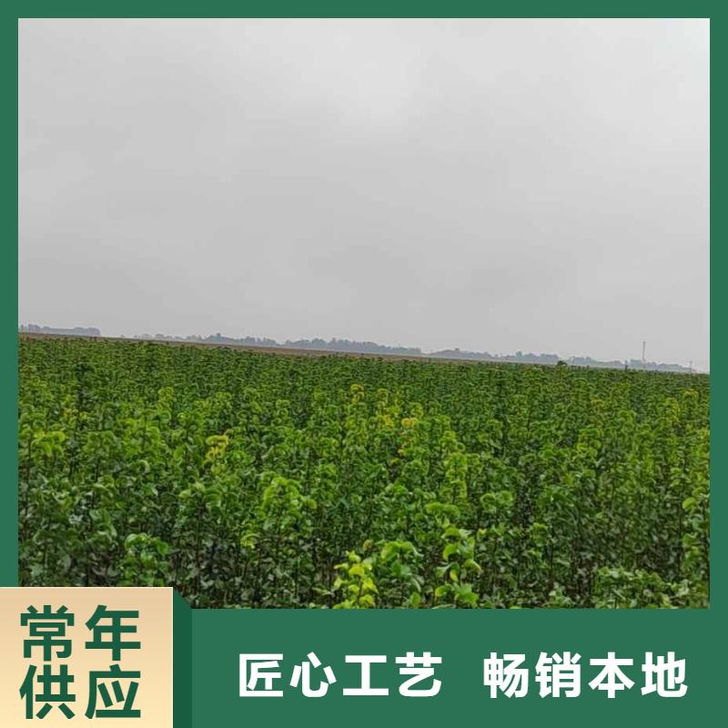 梨黄冠梨树苗高品质现货销售