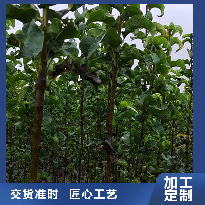 秋月梨树苗-视频-辽宁省丹东市华仁秋月梨树苗可服务区域振兴|凤城|阜新|朝阳|沈阳|辽阳|葫芦岛|大连等