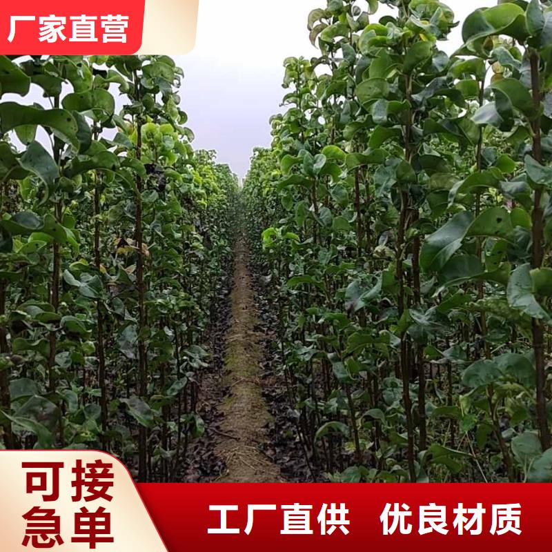 梨杜梨苗库存齐全厂家直供