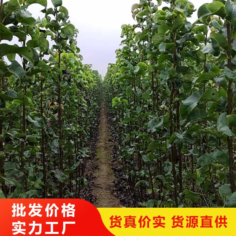 梨杜梨苗优选货源