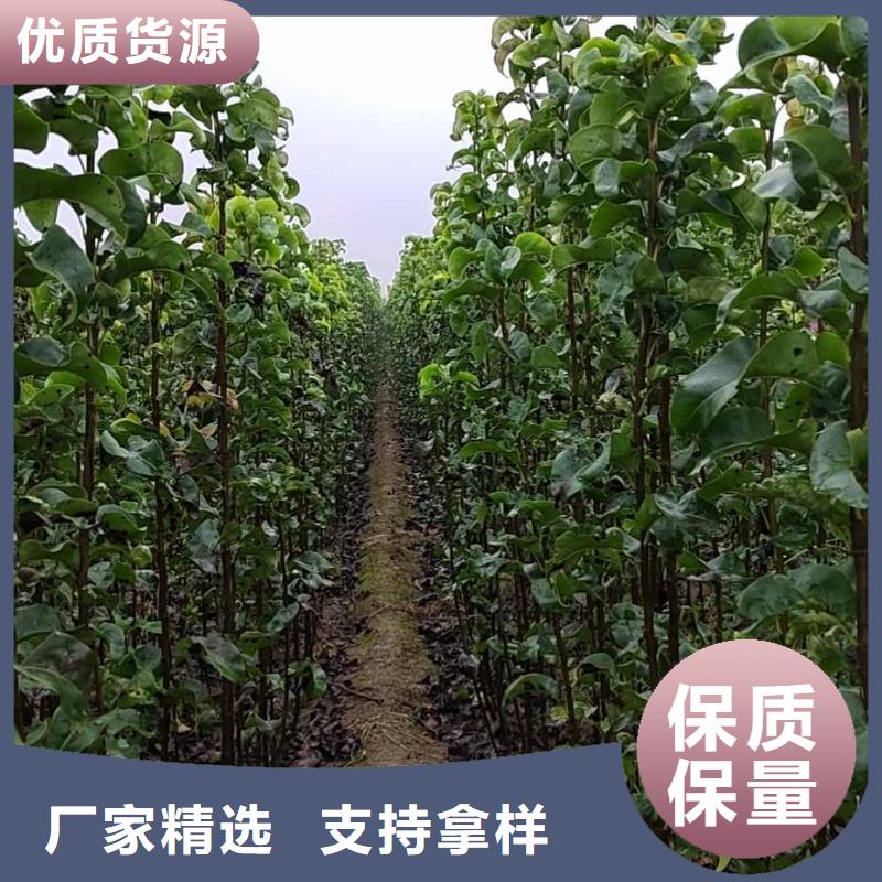 【梨】山桃苗厂家直营