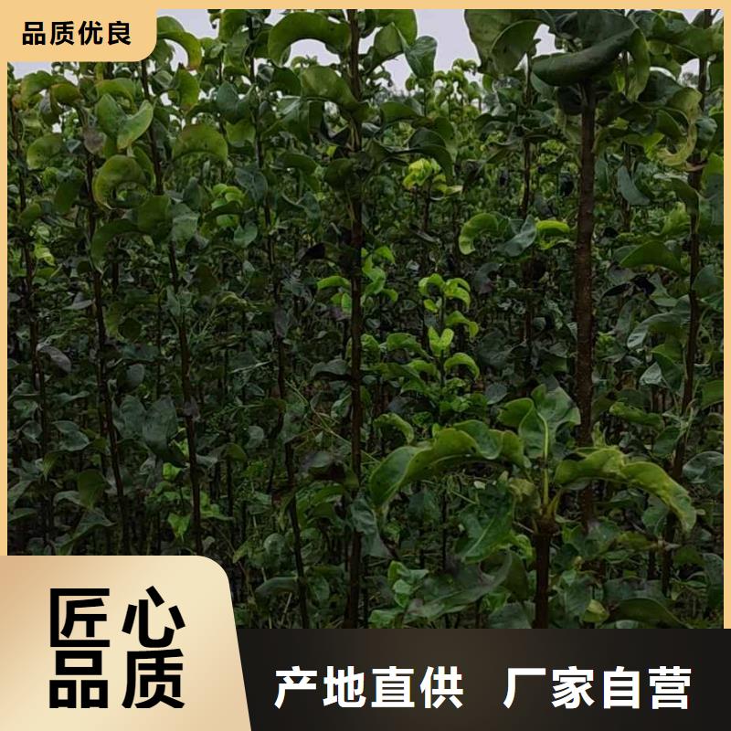 梨-梨树苗基地专业生产团队