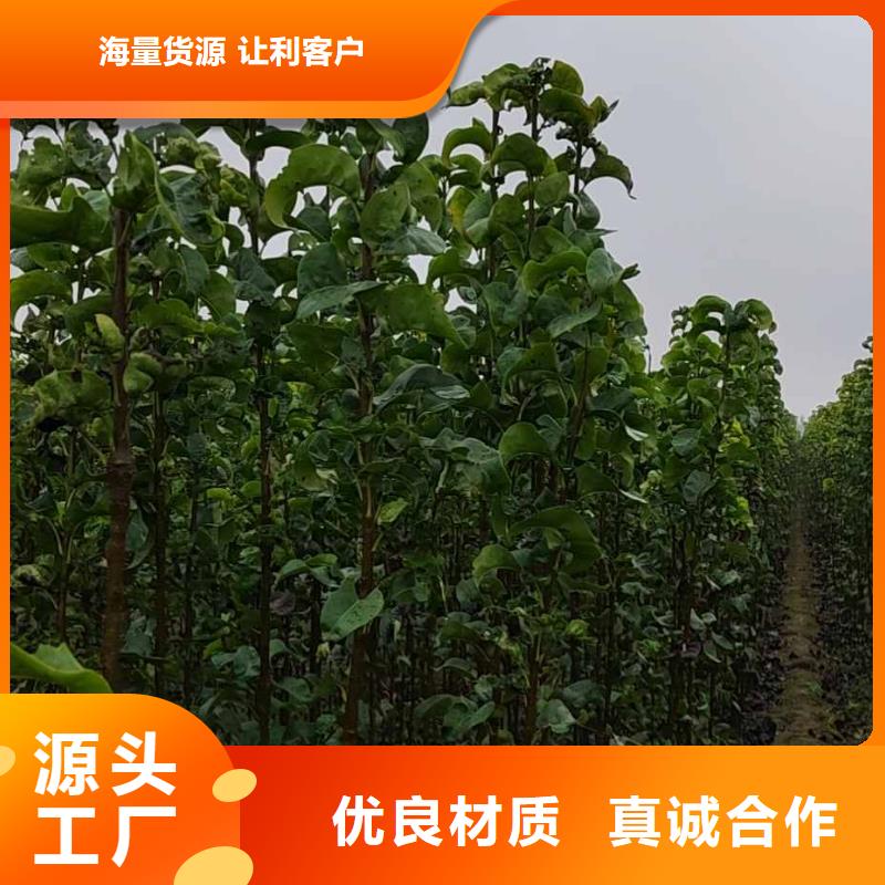 梨秋月梨树苗款式多样