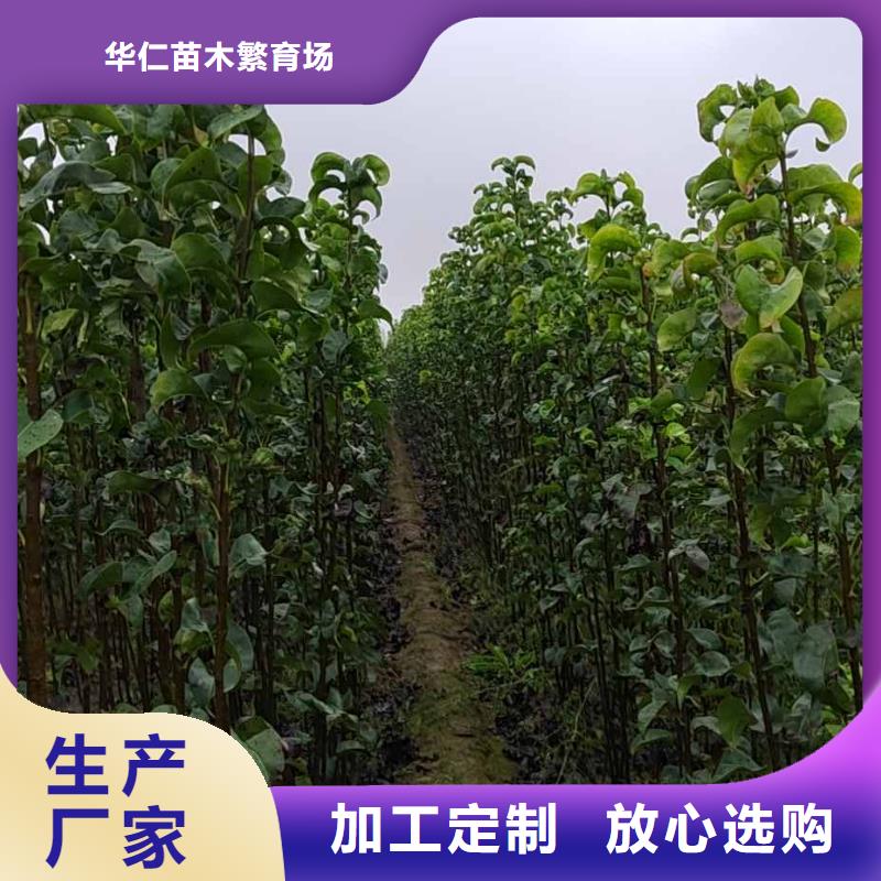 梨杜梨苗优选货源