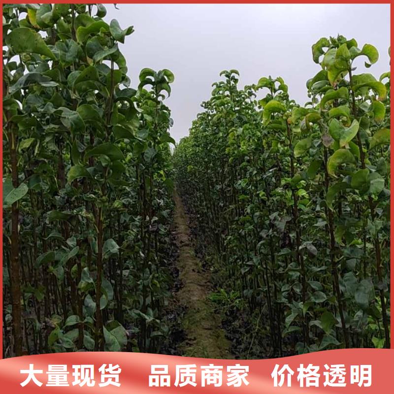 秋月梨树苗-视频-秋月梨树苗_云南省昆明市市场覆盖呈贡|嵩明|普洱|曲靖|迪庆|德宏|楚雄|大理|红河等