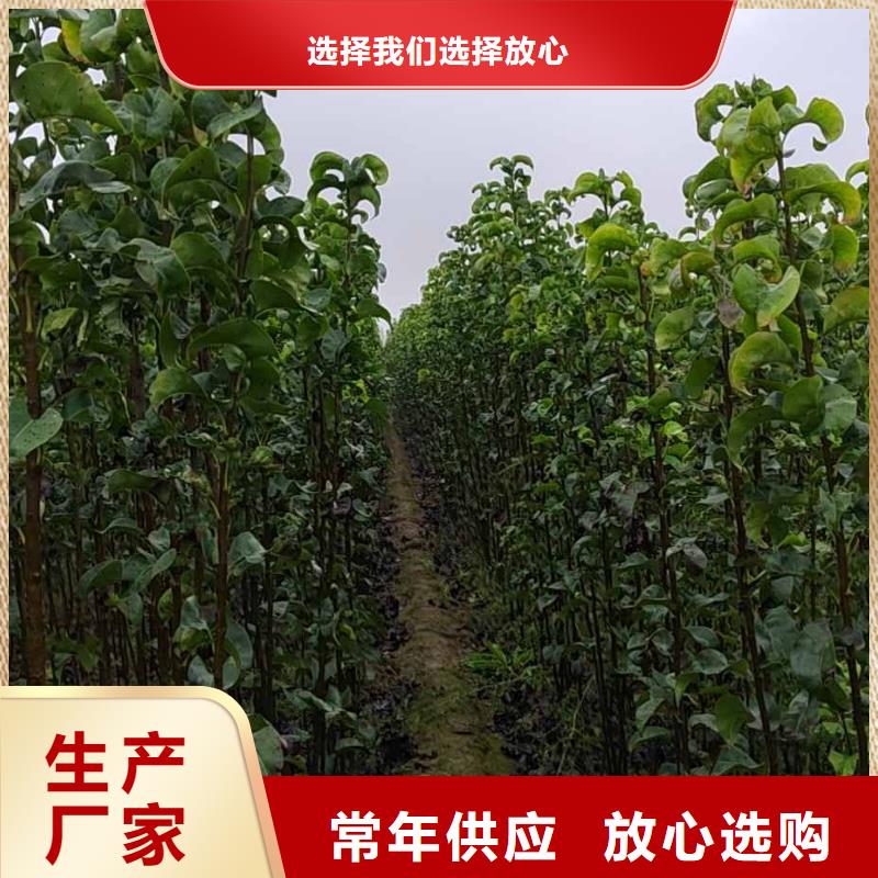 梨奥红全红梨树苗可接急单