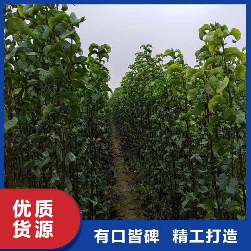 梨黄冠梨树苗高品质现货销售
