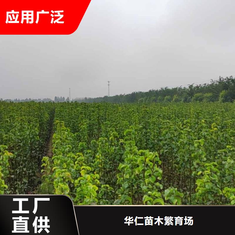 梨奥红全红梨树苗品质服务诚信为本