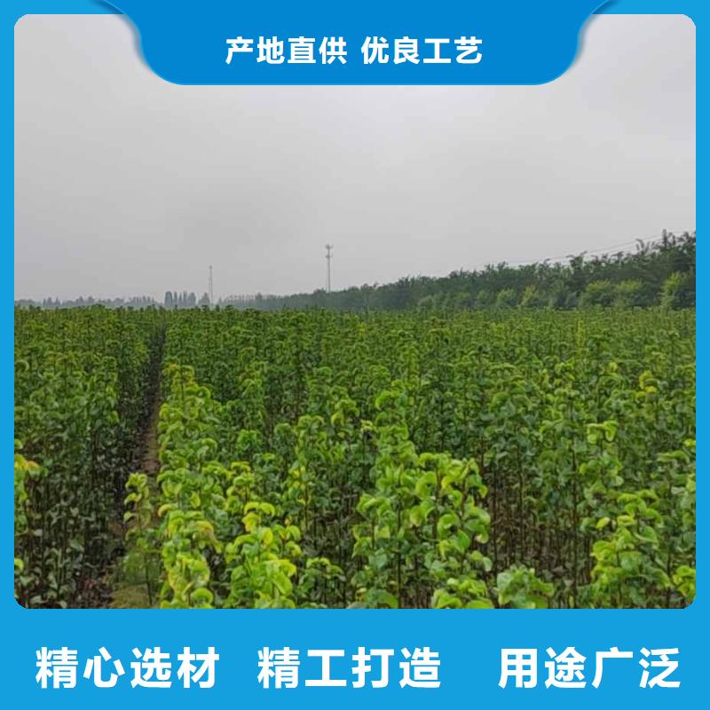 梨,黄冠梨树苗厂家直接面向客户