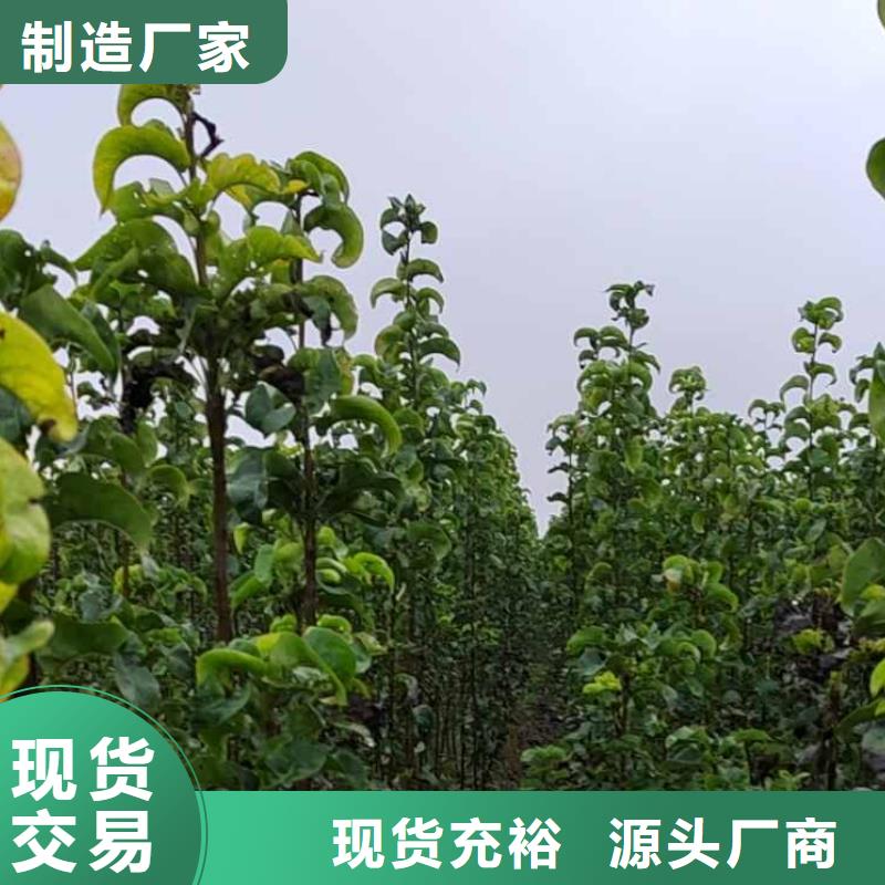 梨毛桃苗源头厂源头货