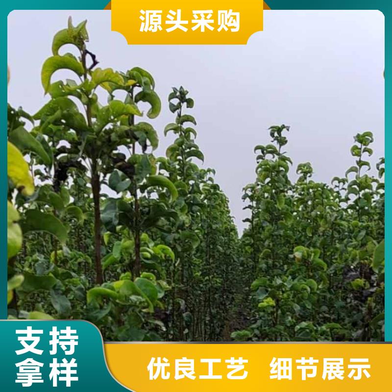 秋月梨树苗-视频-秋月梨树苗_云南省昆明市市场覆盖呈贡|嵩明|普洱|曲靖|迪庆|德宏|楚雄|大理|红河等
