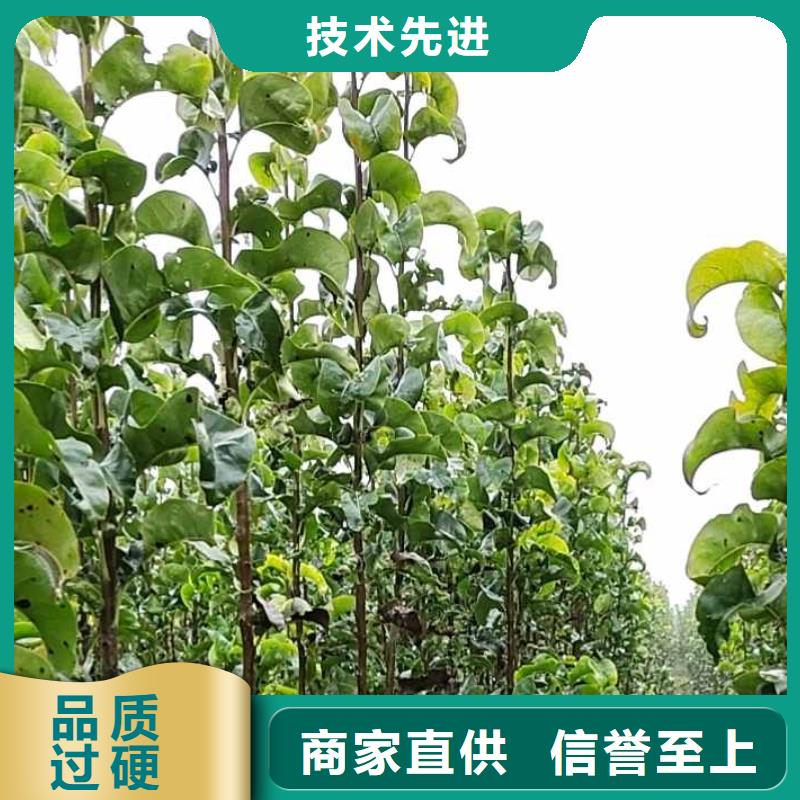 梨杜梨苗优选货源