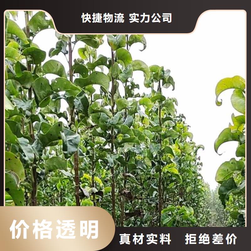 梨_皇冠梨树苗量大从优