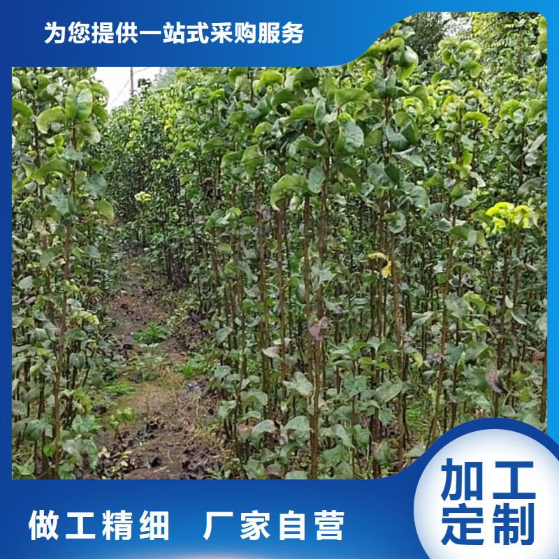 梨香酥梨树苗实体诚信经营