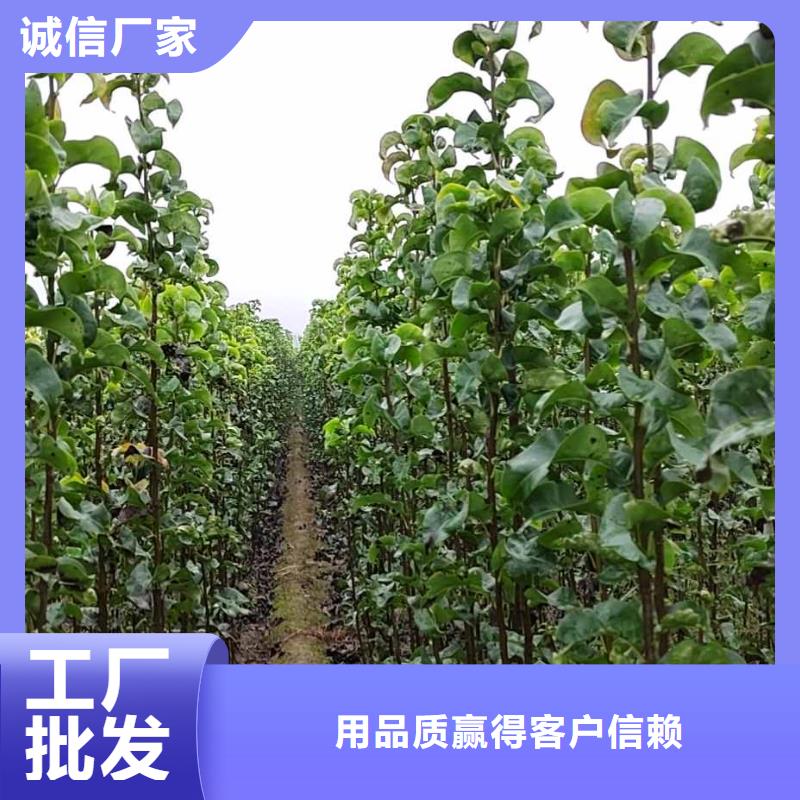 梨_皇冠梨树苗量大从优
