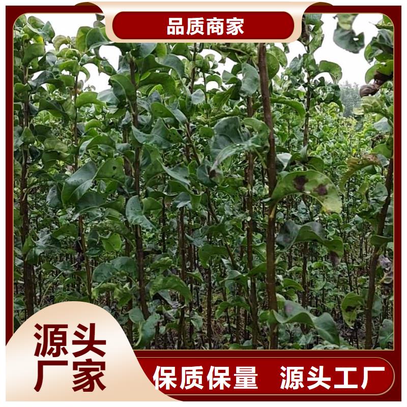 梨红香酥梨树苗品质值得信赖