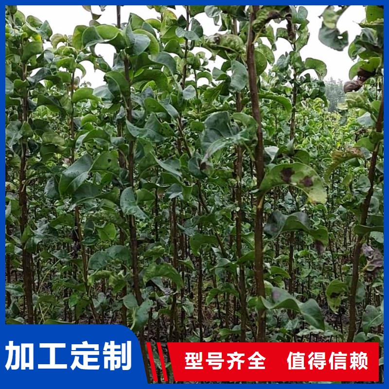 梨-海棠苗专注细节更放心
