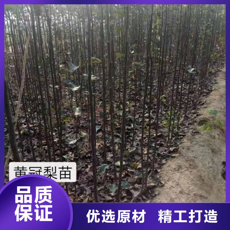 梨杜梨苗优选货源