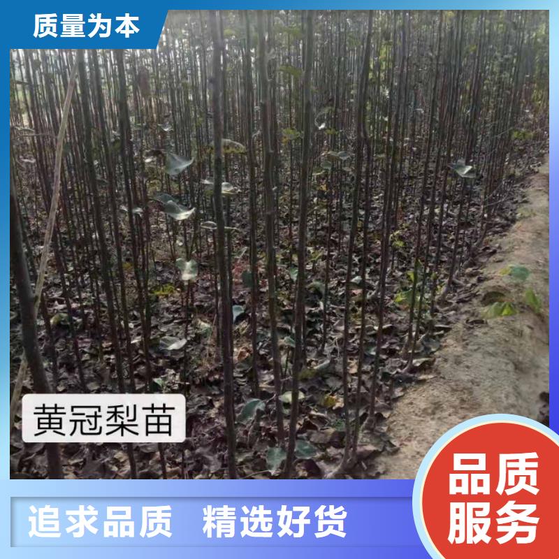 梨,黄冠梨树苗厂家直接面向客户