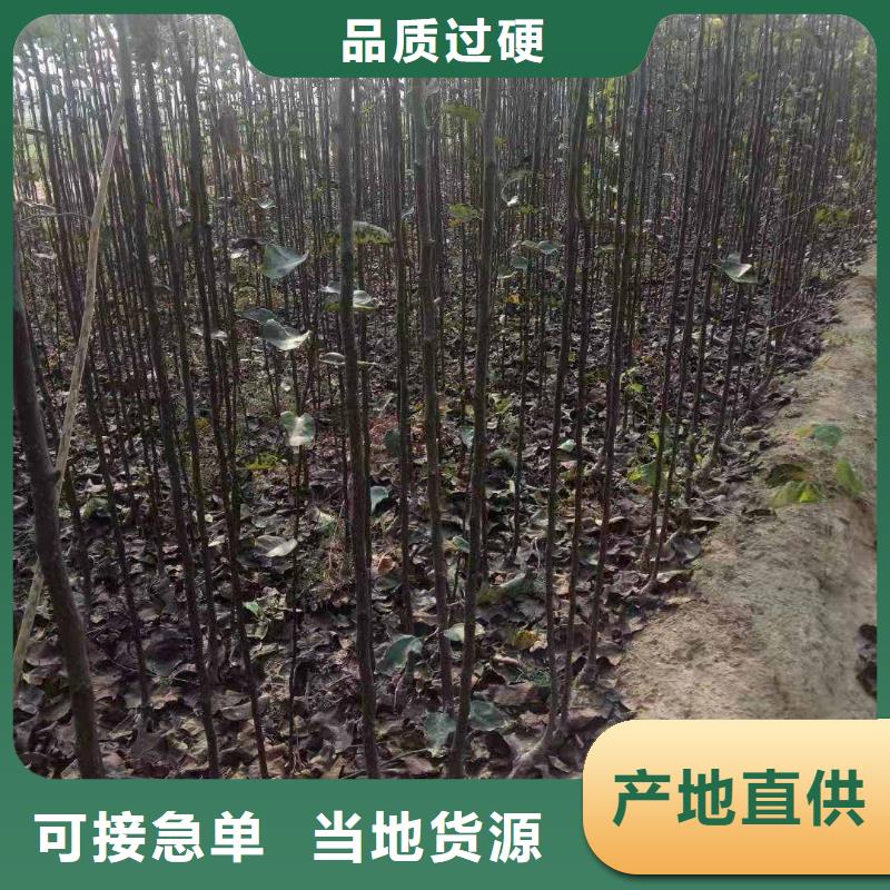 梨奥红一号梨苗定制零售批发