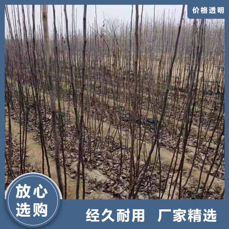 梨瑞蟠101桃树苗品质无所畏惧