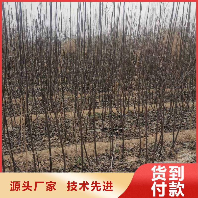 秋月梨树苗-视频-秋月梨树苗_云南省昆明市市场覆盖呈贡|嵩明|普洱|曲靖|迪庆|德宏|楚雄|大理|红河等